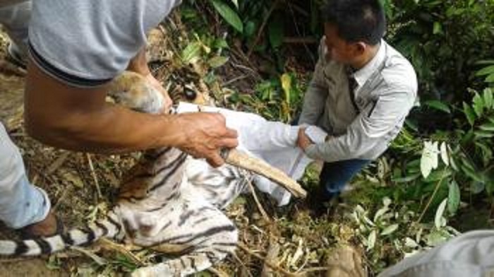 Harimau Sumatera Dewasa yang Mati Terjerat Kawat di Kuansing Ternyata Bunting