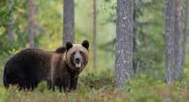 Serang Warga, Polisi dan Dinas Kehutanan Rohul Kejar Beruang Madu
