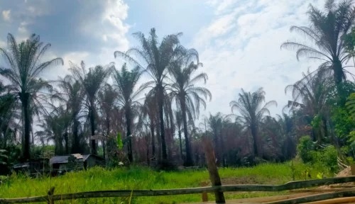 Karena Terlalu Kecewa Harga Anjlok, Petani di Riau Nekat Bakar Kebun Sawit
