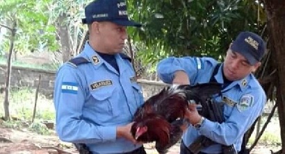 Bikin Ribut di Ladang Masyarakat, Ayam di Honduras Dipenjara