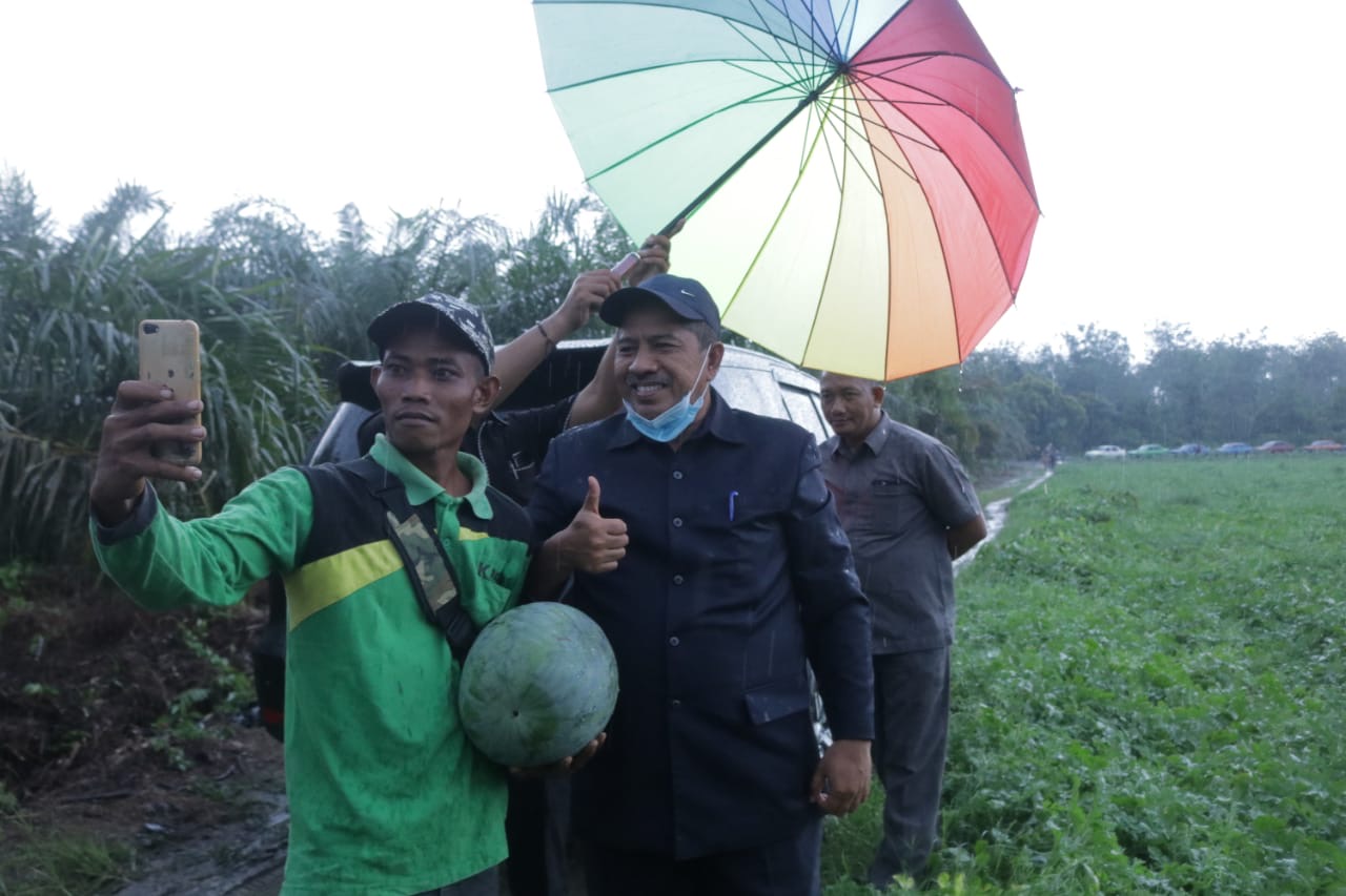 Panen Raya Semangka Di Teluk Salak, Bupati Alfedri Ajak Petani Garap Produk Turunan