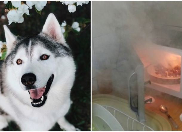 Anjing Nyalakan Microwave, Rumah Nyaris Terbakar