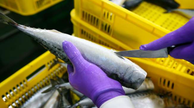 Tips Bersihkan Isi Perut Ikan, Hasilnya Malah Bikin Kesal