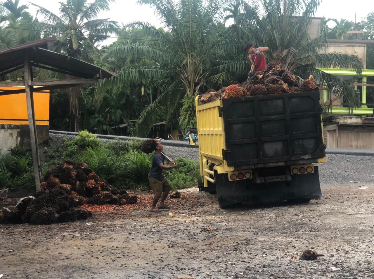 Berikut Ini Harga TBS Sawit di Riau Pekan Ini