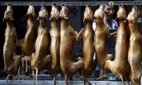 Pemerintah di Negara ini Minta Warganya Stop Makan Daging Anjing dan Kucing