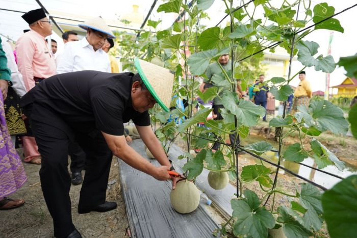 Kunker ke Rohil, Wagubri Lakukan Panen Buah di Taman Edukasi Pertanian