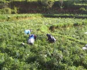 Pekanbaru Jadi Pusat Pengembangan Cabai dan Bawang