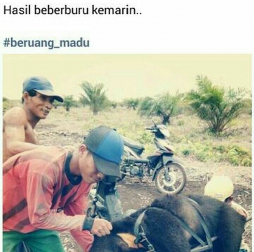 Warga Riau Unggah Foto Beruang Madu Hasil Buruannya di Facebook