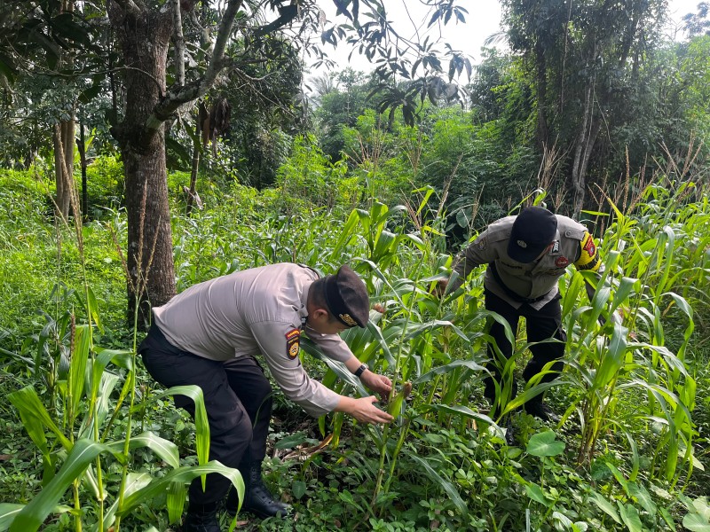 Bhabinkamtibmas dan Kanit Samapta Rawat Lahan Jagung Ketahanan Pangan
