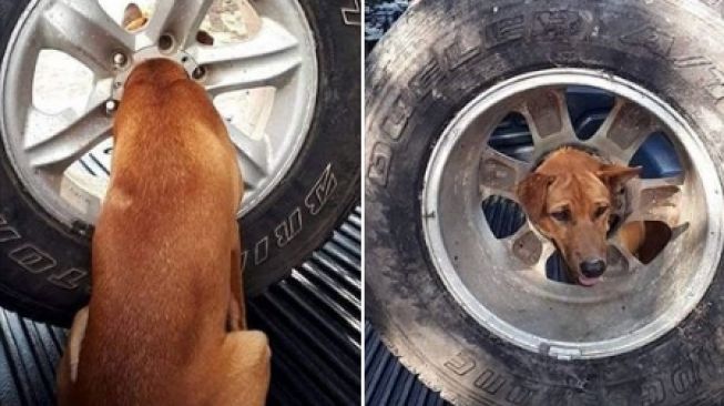 Tersangkut di Pelek, Potret Anjing Ini Bikin Serba Salah