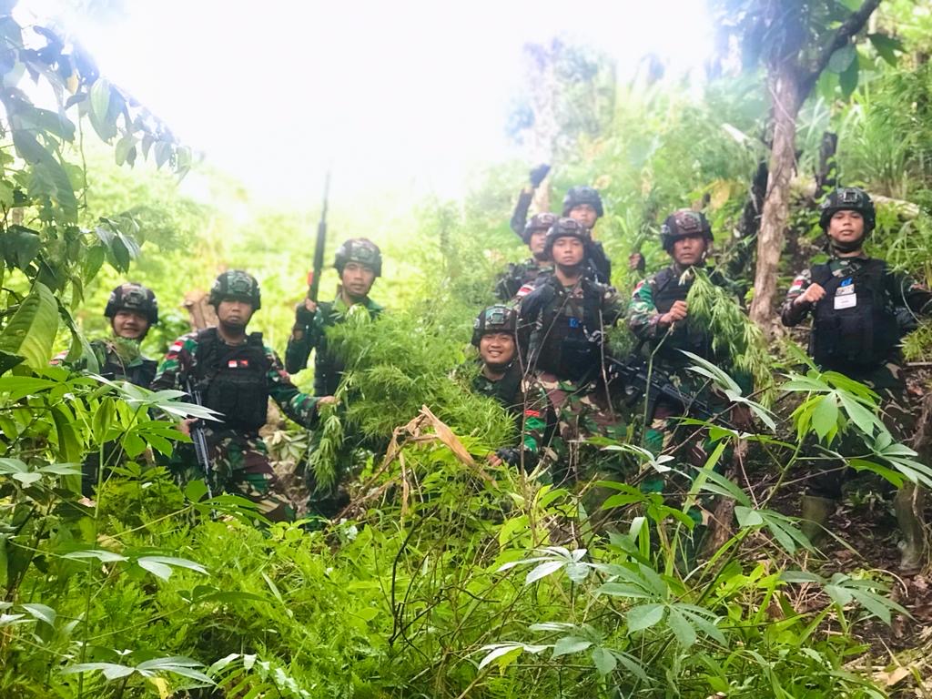 Satgas Yonif 126/KC Kembali Temukan Ladang Ganja Seluas Lima Hektar Di Perbatasan RI-PNG