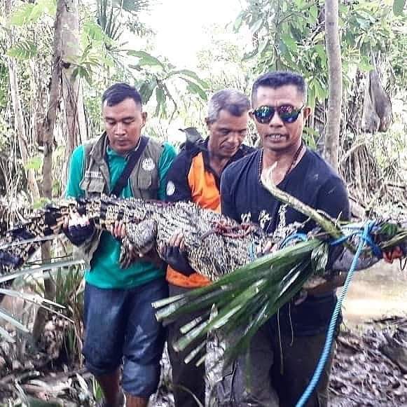 Detik-detik Murid SD Diterkam Buaya, Ayahnya Hanya Bisa Menjerit Histeris