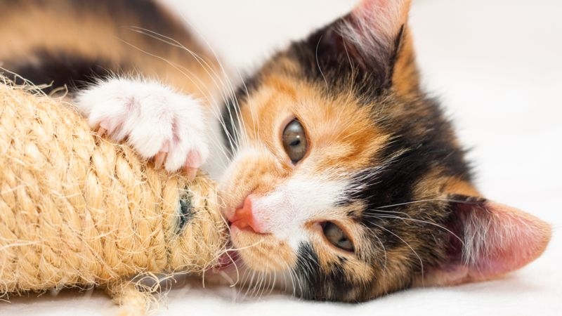 Ini Manfaat Memelihara Kucing untuk Kesehatan Mental