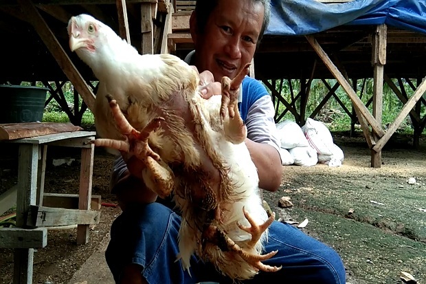 Ayam Berkaki Empat Ditawar Pengusaha Batam Rp50 Juta, Belum Dijual!