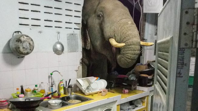 Gajah Lapar yang Jebol Tembok Dapur Kini Datang Lagi dan Minta Makan