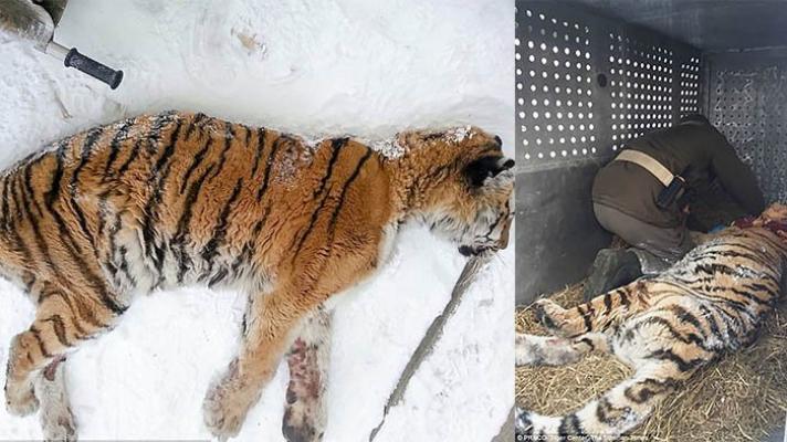 Harimau Ini Minta Tolong ke Rumah Warga Karena Sakit, Usai Diobati Hal Tak Terduga Terjadi
