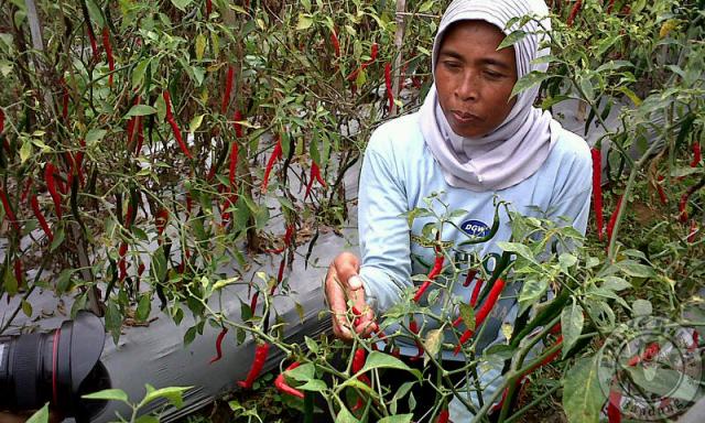 Petani Siak Ambil Bagian Dalam PENAS Di Aceh
