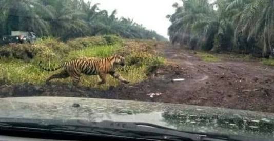 Kembali! Pekerja di Inhil Dikejar Harimau, Bonita?