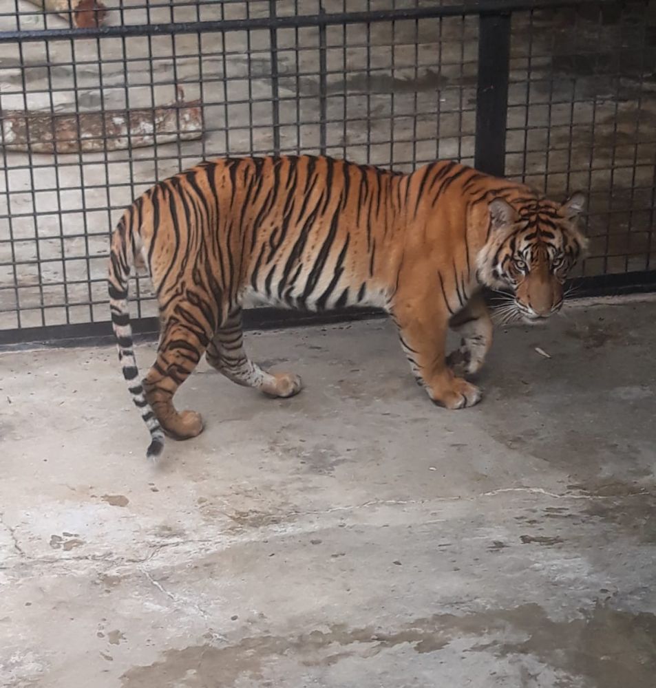 Upaya KLHK Dalam Penyelamatan Harimau Sumatera di Tengah Pandemi Corona