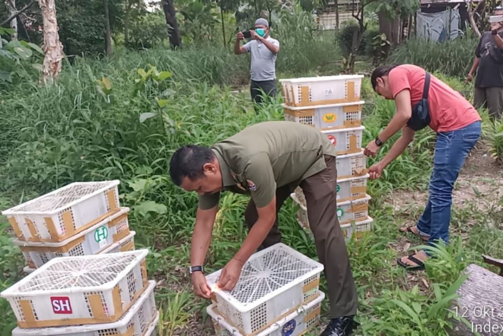 Balai Besar KSDA Riau Hentikan Pengangkutan 840 Burung Tanpa Dokumen