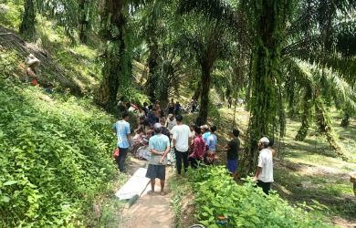 Ucok Tewas setelah Dadanya Tertancap Pisau Egrek saat Panen Sawit