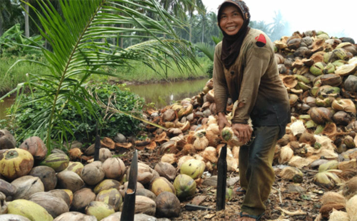 Petani Menjerit! Harga Kelapa di Kecamatan Keritang Hanya Rp1500 Perbutir