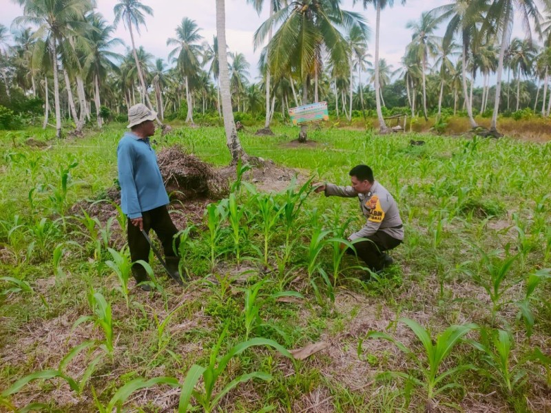 Polsek Tembilahan Hulu Pantau Pertumbuhan Jagung 55 Sentimeter di Desa Pekan Kamis