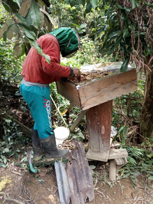 Budidaya Madu Kelulut Tingkatkan Ekonomi Warga