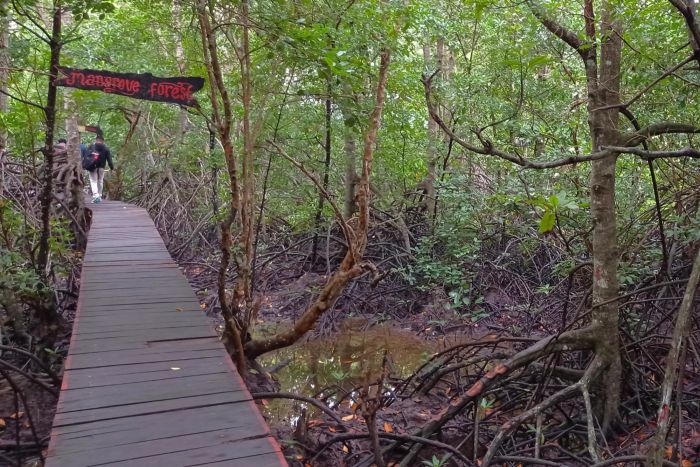 Kembangkan Wisata Mangrove di Bengkalis, Mahasiwa STIES Beri Kabar Gembira