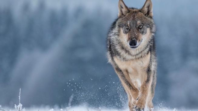 Berjalan 14 Ribu Km Mencari Pasangan, Serigala Ini Ditemukan Mati