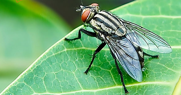 Untuk Pakan Ternak, Daerah Ini Budi daya Lalat