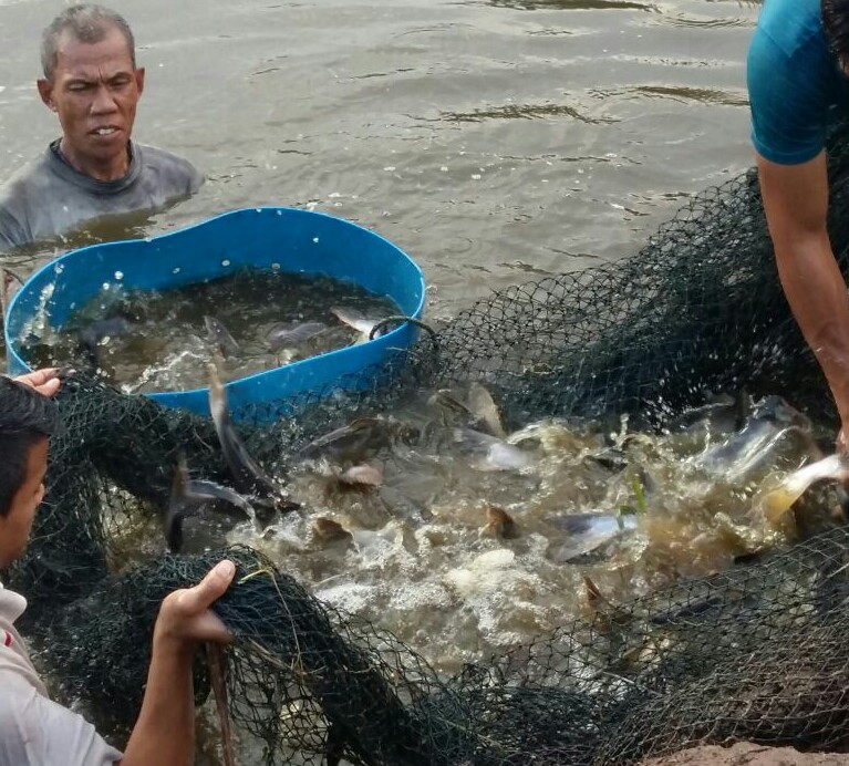 Masyarakat Siak Diajak Gemar Memakan Ikan