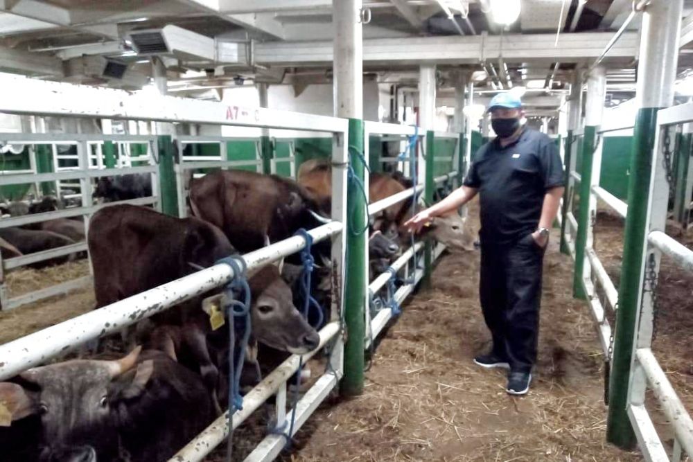 Sapi Kurban ASN Pemprov Riau Terkumpul 30 Ekor