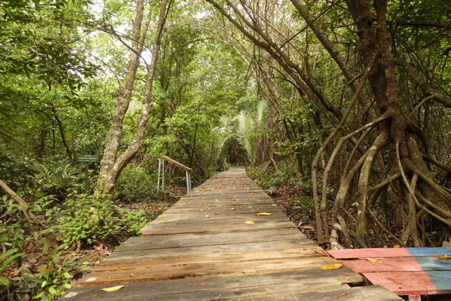 Riau Masih Jadi Prioritas dalam Pemulihan Gambut dan Mangrove