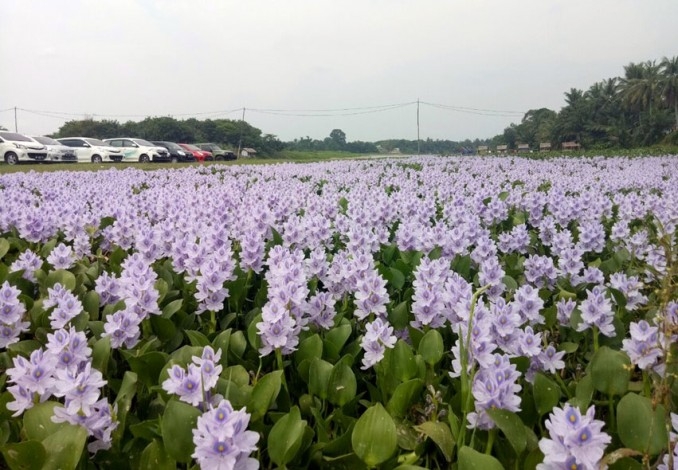 Bunga Cinta yang Tak Boleh Disentuh dan Dipetik