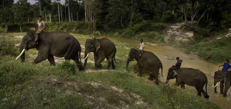 Chevron Bersihkan Pencemaran Minyak Yang Mengkontaminasi Pusat Pelatihan Gajah