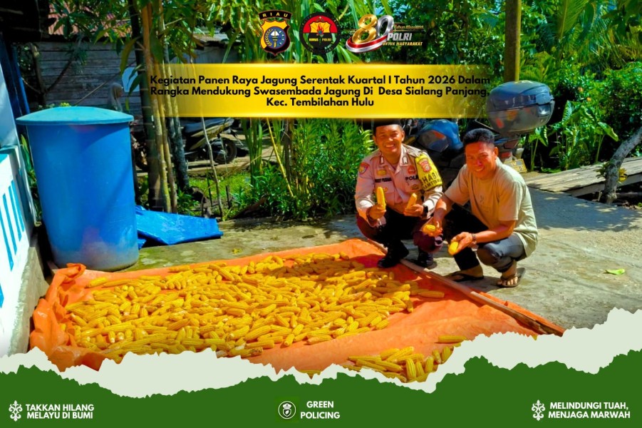 Jagung Hasil Panen di Sialang Panjang Akan Dipasarkan ke BULOG