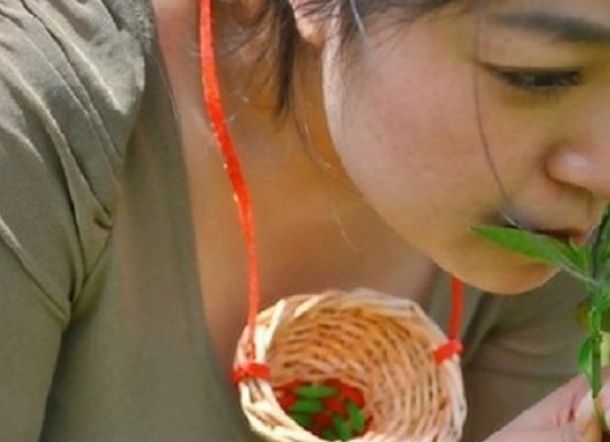 Ada Teh Perawan di China, Hanya Boleh Dipetik Pakai Mulut Wanita Lajang