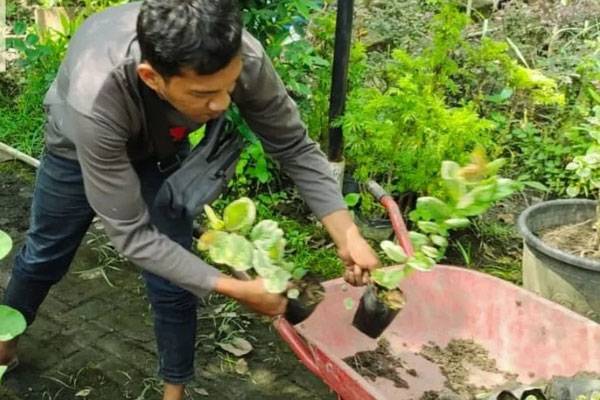DLHK Pekanbaru Rutin Bersihkan Kawasan Pembibitan Tanaman