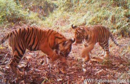 Ada Tiga Anak Harimau Baru di Bukit Rimbang Baling