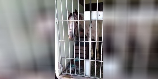 Kuda Ini Dipenjara Karena Alasan yang Mengejutkan