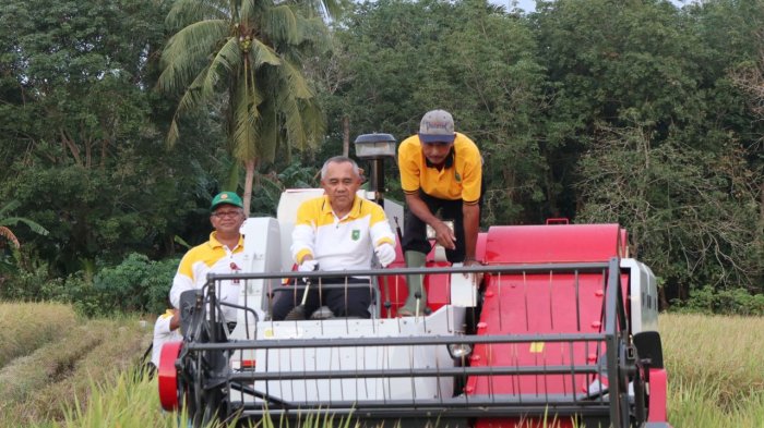 Gubernur Riau Arsyajuliandi Rachman Panen Raya di Bengkalis
