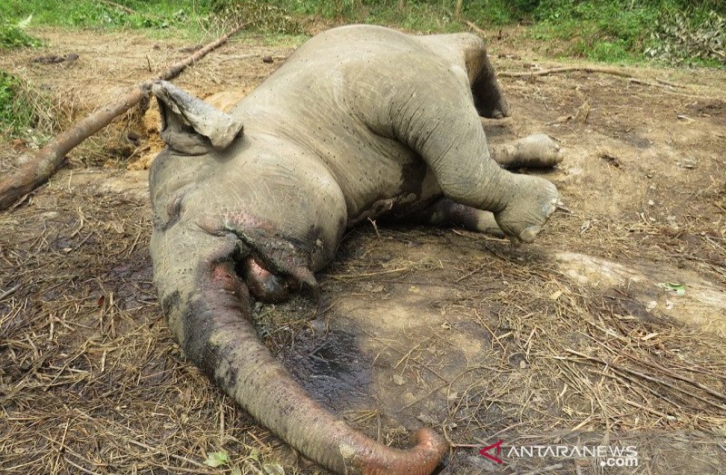 Gajah Sumatera Mati di Konsesi Arara Abadi di Riau
