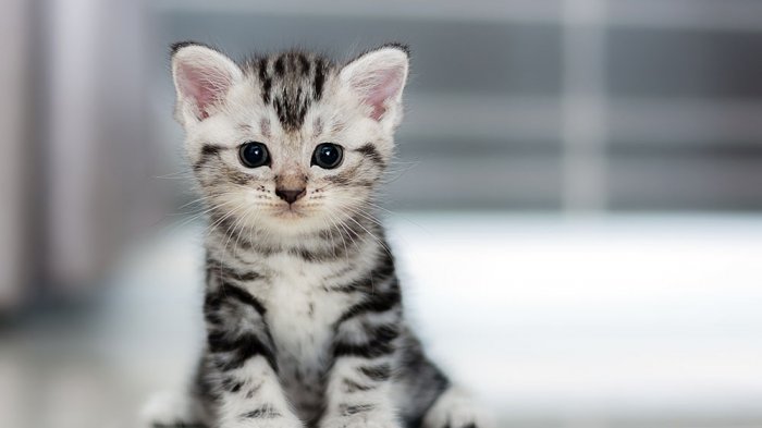 Di Kota Ini Pengendara Bayar Denda Tilang dengan Membantu Kucing