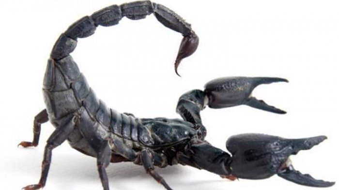 5 Cairan Paling Mahal di Dunia, Nomor 1 Racun Kalajengking