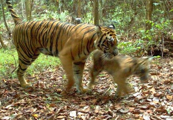 BKSDA Riau Tes DNA Bulu Harimau Sumatera