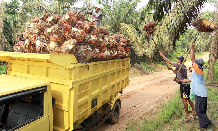 Harga TBS Kelapa Sawit Turun Rp50,68 per Kg