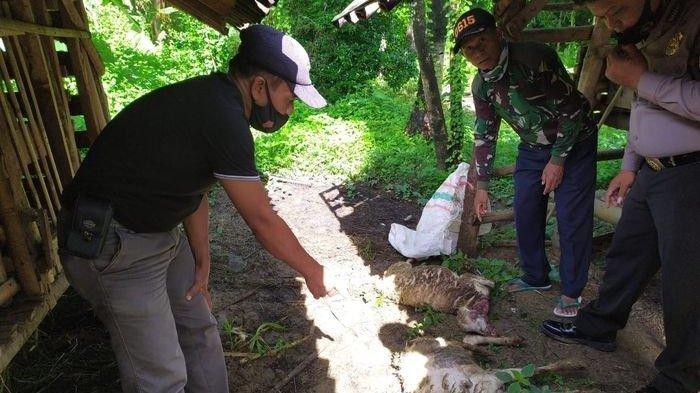 Ini Makhluk Misterius di Balik Matinya Puluhan Kambing, Polisi: Sosok Ajag Sangat Galak