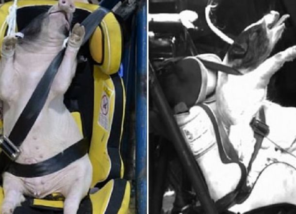 Ilmuan Dapat Kecaman Karena Gunakan Babi Jadi Objek Uji Kecepatan