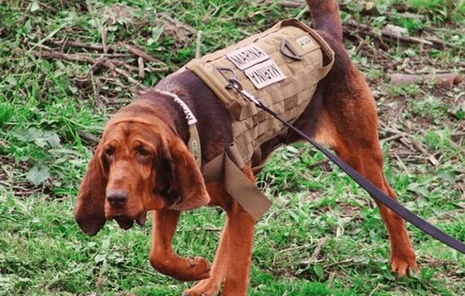 Max si Anjing Pelacak yang Berjasa Temukan Gembong Narkoba Meksiko